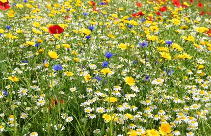 Nevjerojatno! Biljka koju imate u vrtu pomaže kod '100 bolesti'