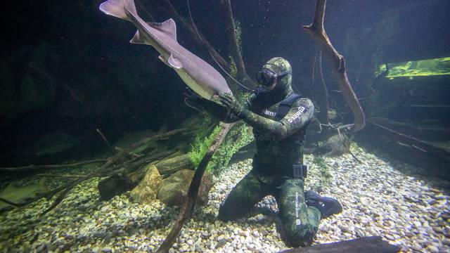 Marin je 'šaptač ribama', dok čisti veliki akvarij u Karlovcu jesetra se mazi i jede mu iz ruke