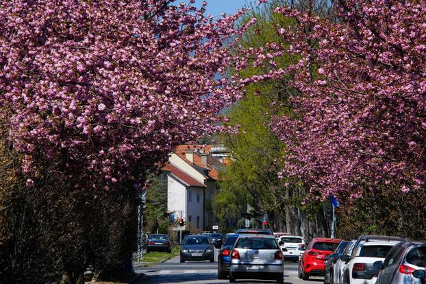 Zagreb: Procvale trešnje u Šulekovoj ulici