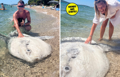 VIDEO Neobična i ogromna riba nasukala se na Jadriji: 'Kao da se sunča, baš nas je iznenadila'