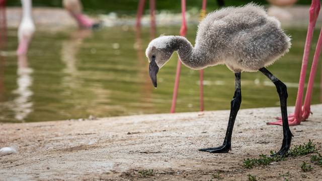 Portrait of a young Greater Flamingo in a zoo