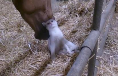 Prava ljubav: Pogledajte kako konj mazi voljenu macu