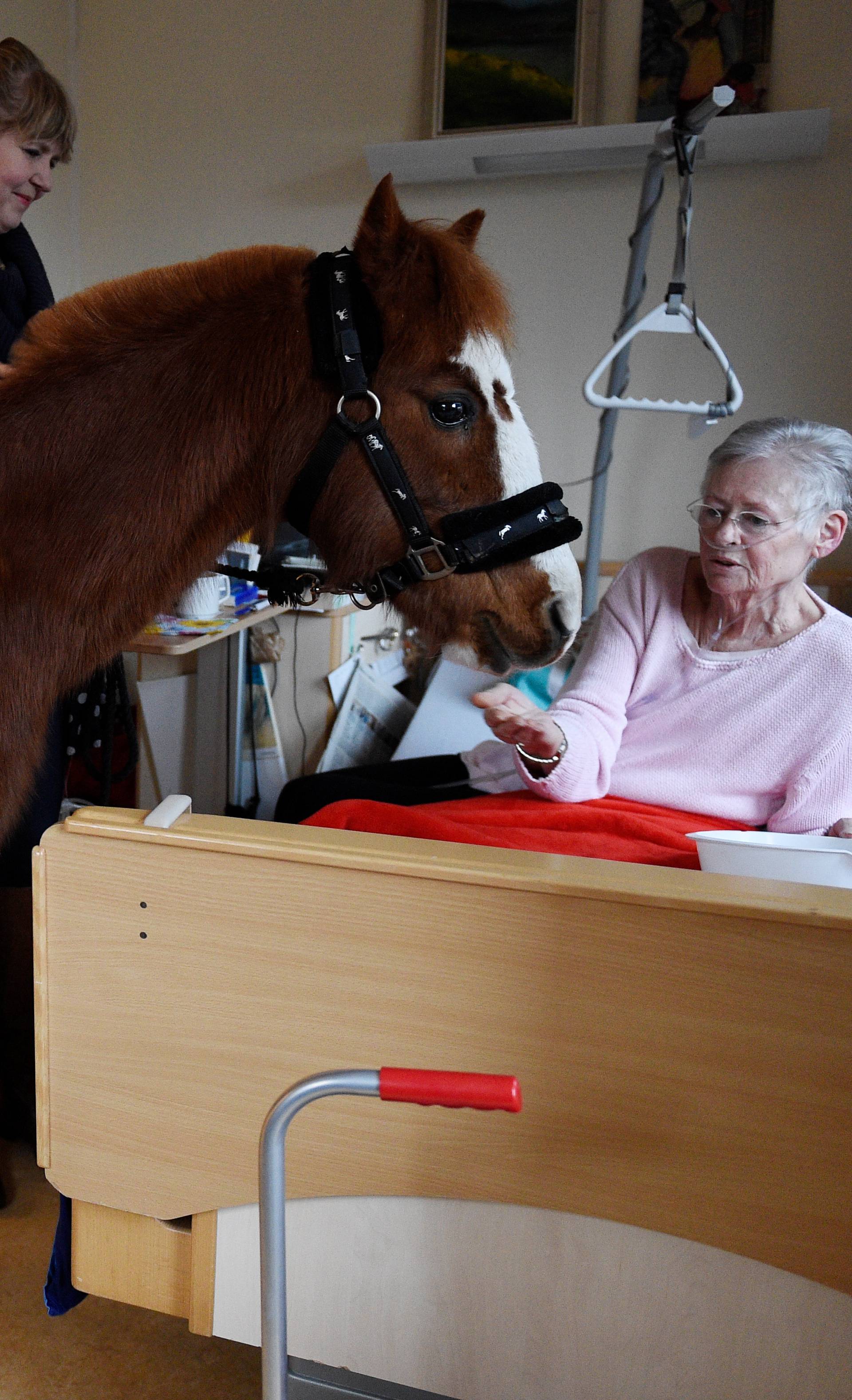 Tierischer Besuch - Ein Pony im Hospiz