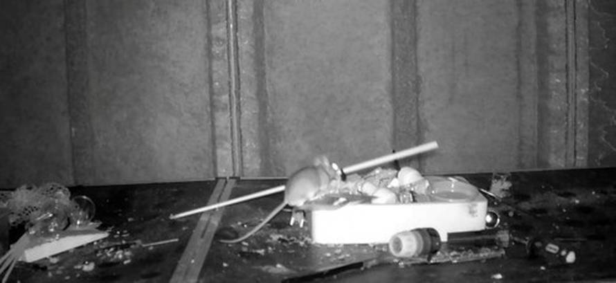 Videos of mouse