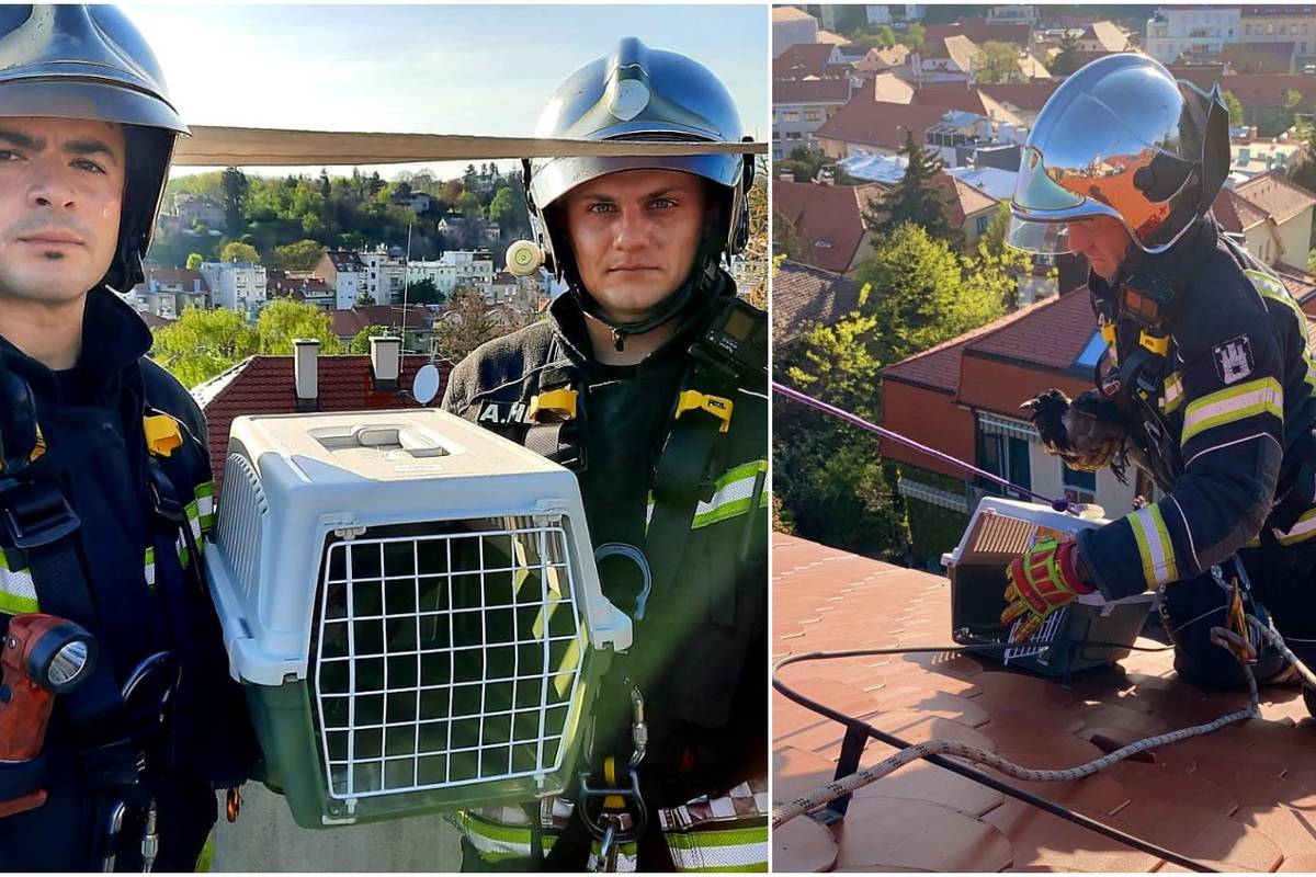 Vatrogasci s krova u Zagrebu spasili ozlijeđenu vranu: 'Sada je dobro, ali čekamo rendgen'