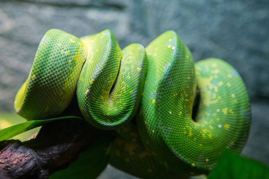 E za ovo je potrebna hrabrost: Studentice se igrale sa zmijom