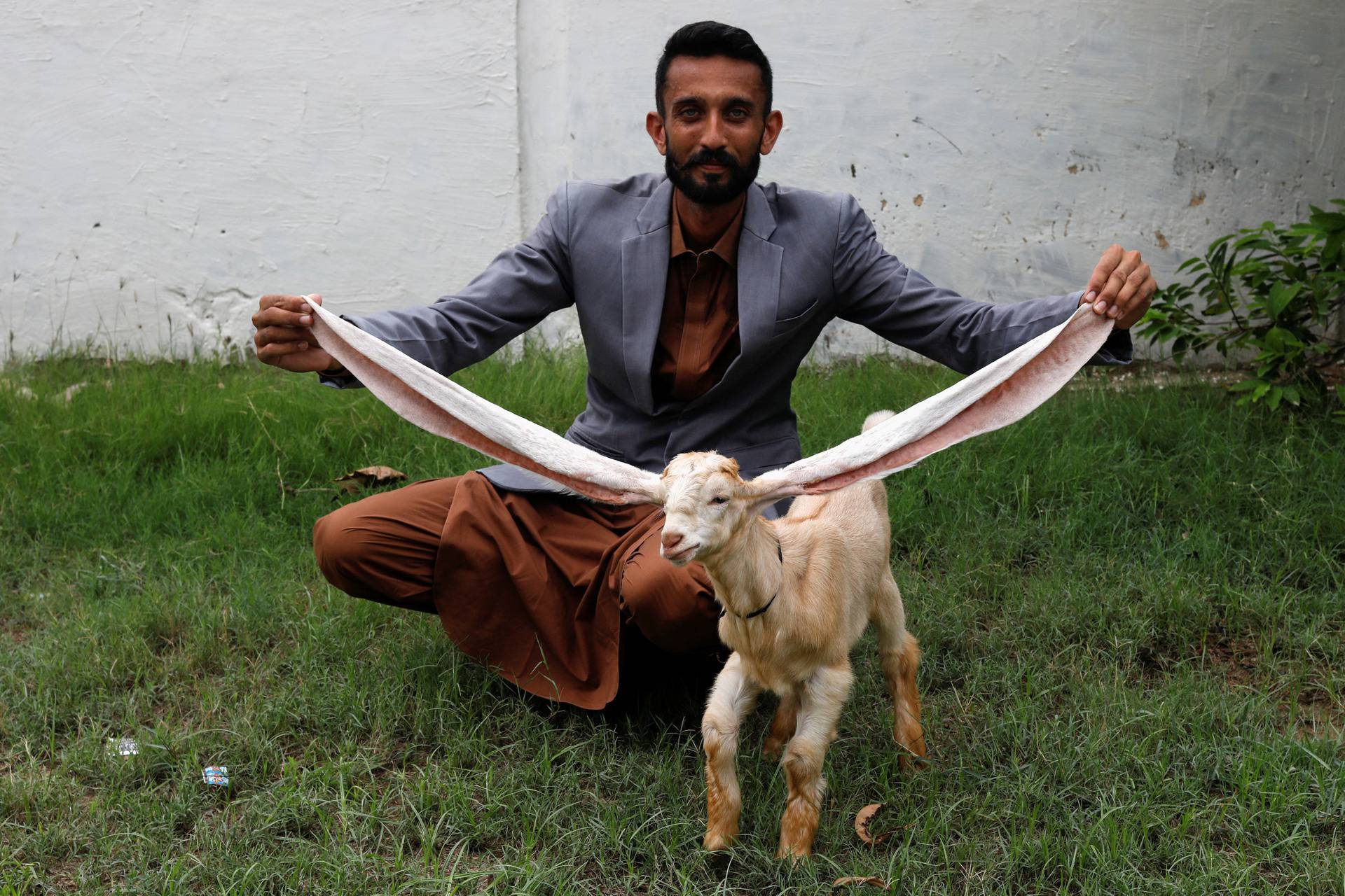 Simba, one month and four days old kid goat with 22-inch long ears, in Karachi