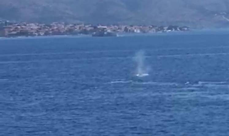 Dva kita plivala kod Korčule: 'Zalutali su i približili se obali'