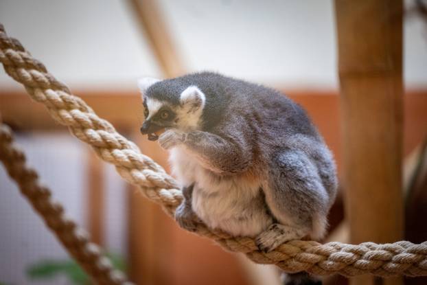 Zagreb: Podjela darova životinjama u Zoološkom vrtu