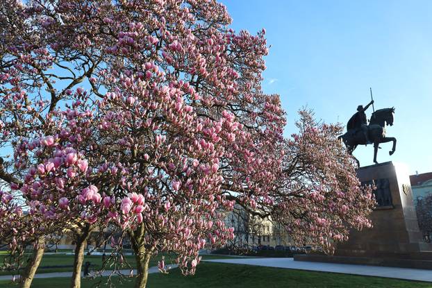Zagreb: Magnolija na Trgu kralja Tomislava bojama ispunila sunčano jutro