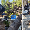 Drama u Baškoj Vodi: Na plažu palo stablo, četvero ozlijeđenih