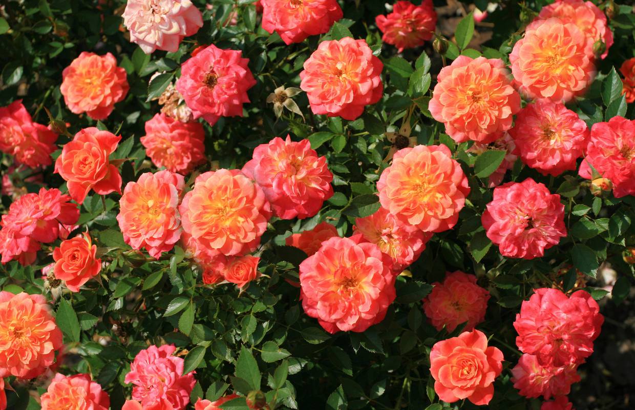 Pravilno orezivanje ruža - za bogati i zdravi daljnji rast i cvat