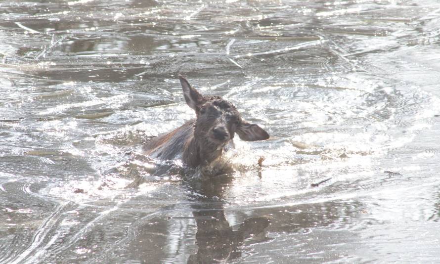 VIDEO Srna upala u zaleđeno jezero u zagrebačkom ZOO-u, spasili je: 'Nije imala ozljeda'