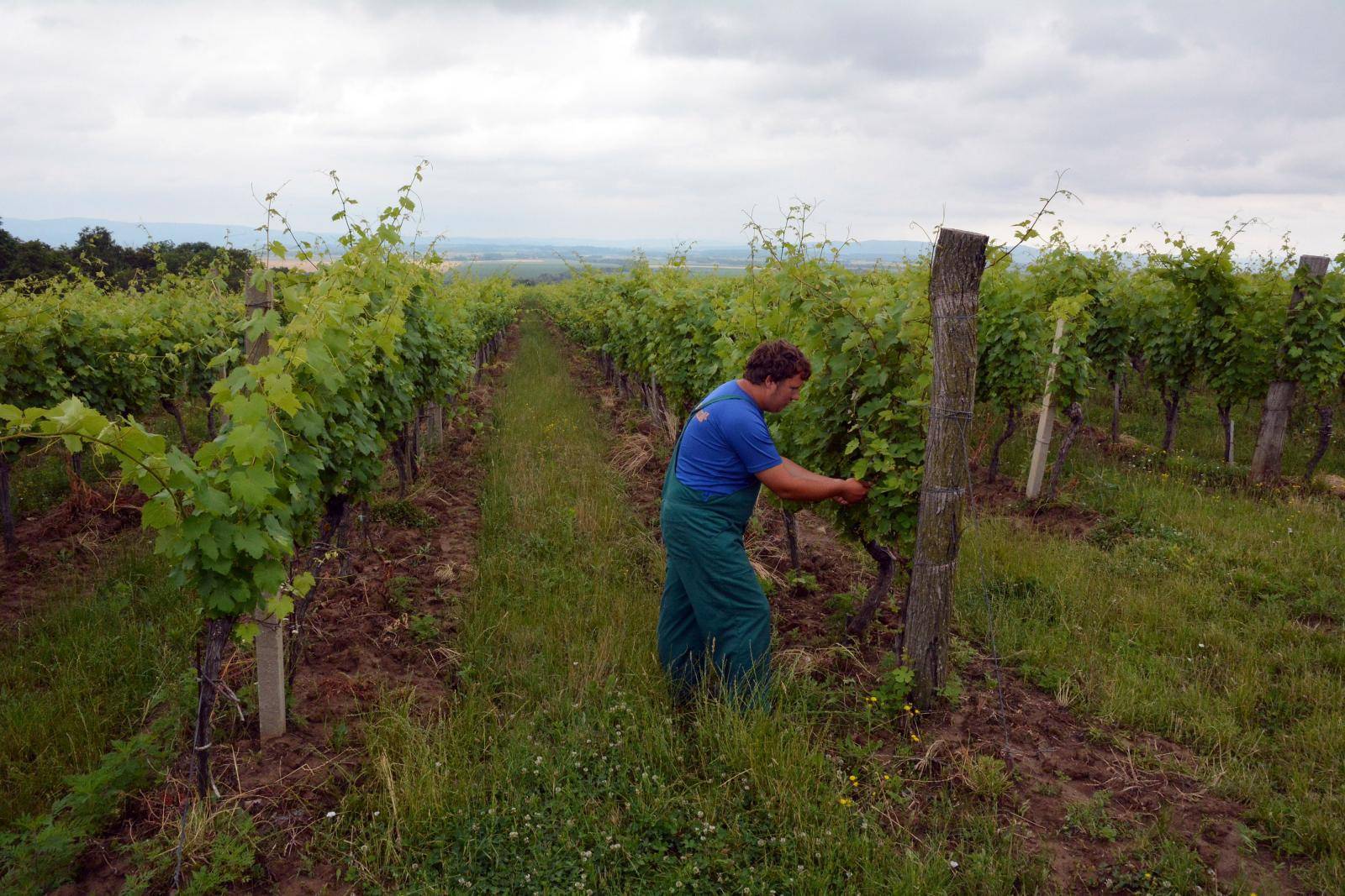 Mitrovacâ - âVinograd Miroslava âSâkoreâ o kojem skrbe Drago i Mira Matic iz Mitrovca.