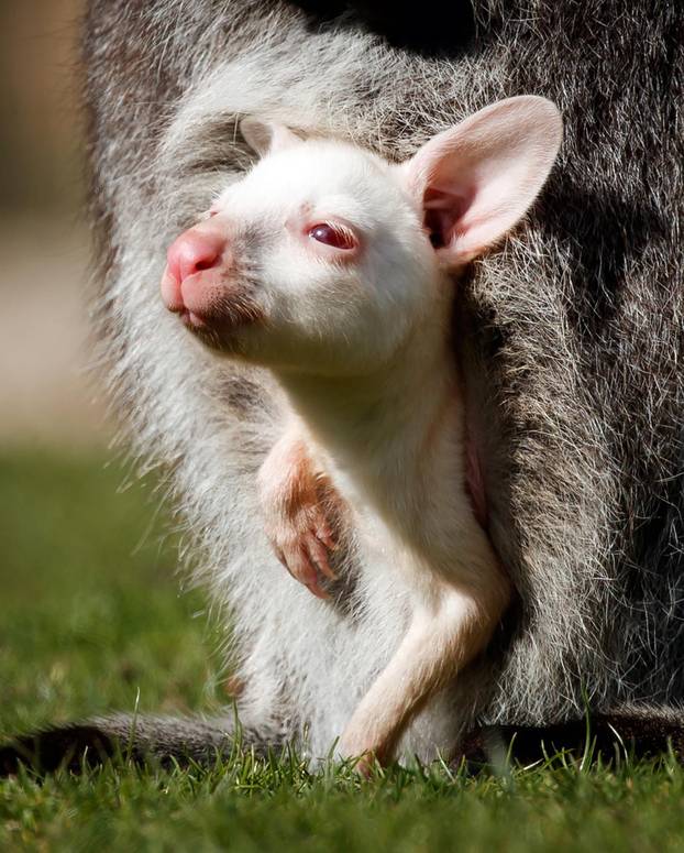 Albino baby wallaby