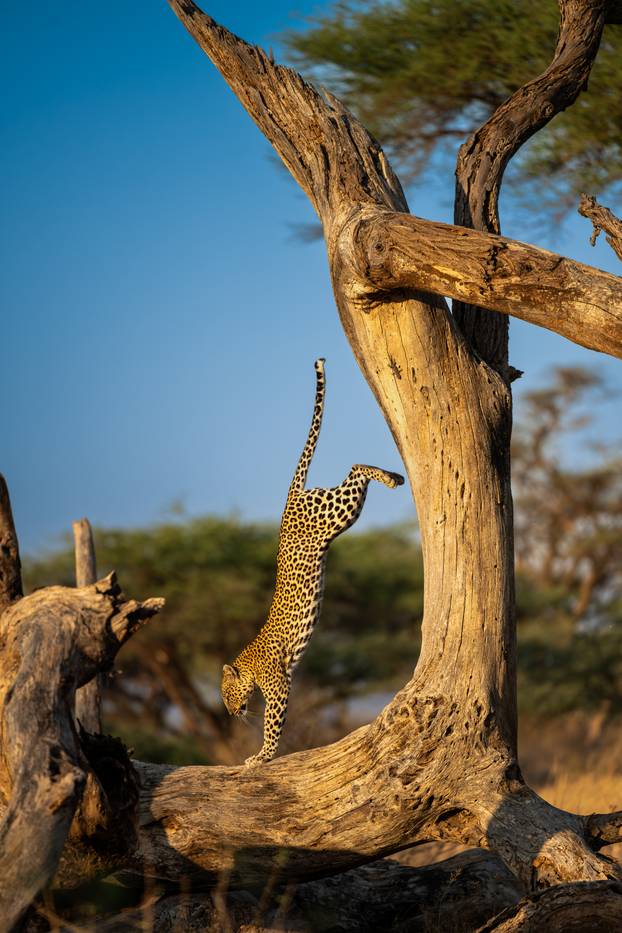 FOTO Skroz su smiješne: Žirafe imaju frizuru, leopard radi stoj, medvjedi umiru od smijeha...