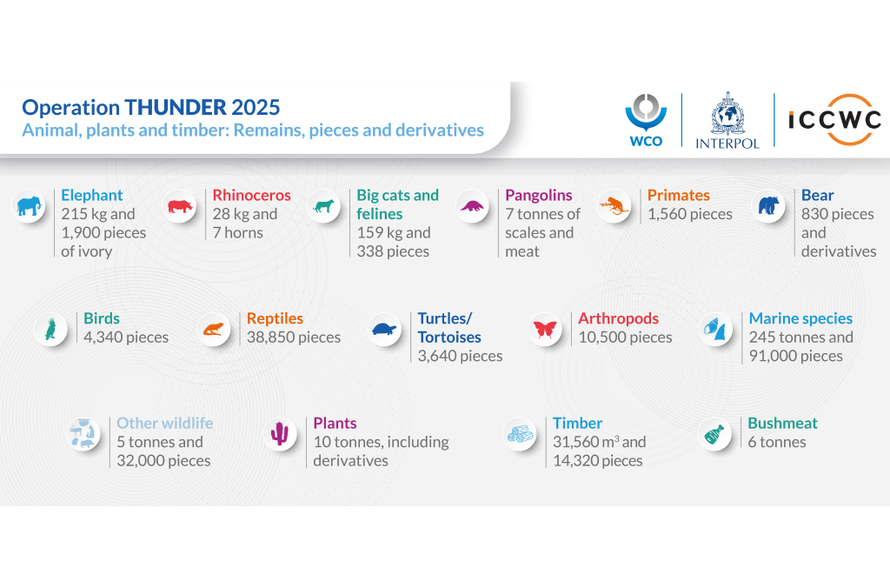 Cvrtila za 24sata: Ljudi švercaju mrtve životinje iz obijesti. Imaju toliko novca da ne znaju što bi