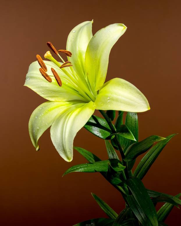 Light Green Lily Bloom with Water Droplets on a Brown Background