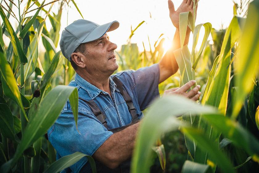 One senior farmer is examining corn