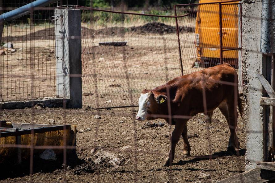 Gornje Maovice: Mjesto gdje je potvrđen slučaj bedrenice