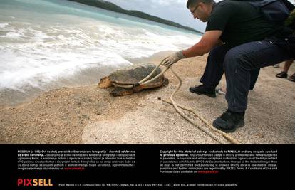 Na plažu kod Šibenika jugo na obalu izbacilo mrtvu kornjaču