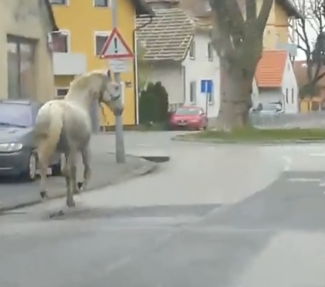 VIDEO Konj trčao centrom grada Varaždina: 'Napravio je kolonu i rušio je prometne znakove'