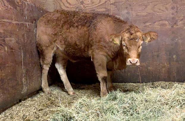 Runaway cow "BÃ¼xi" is seized