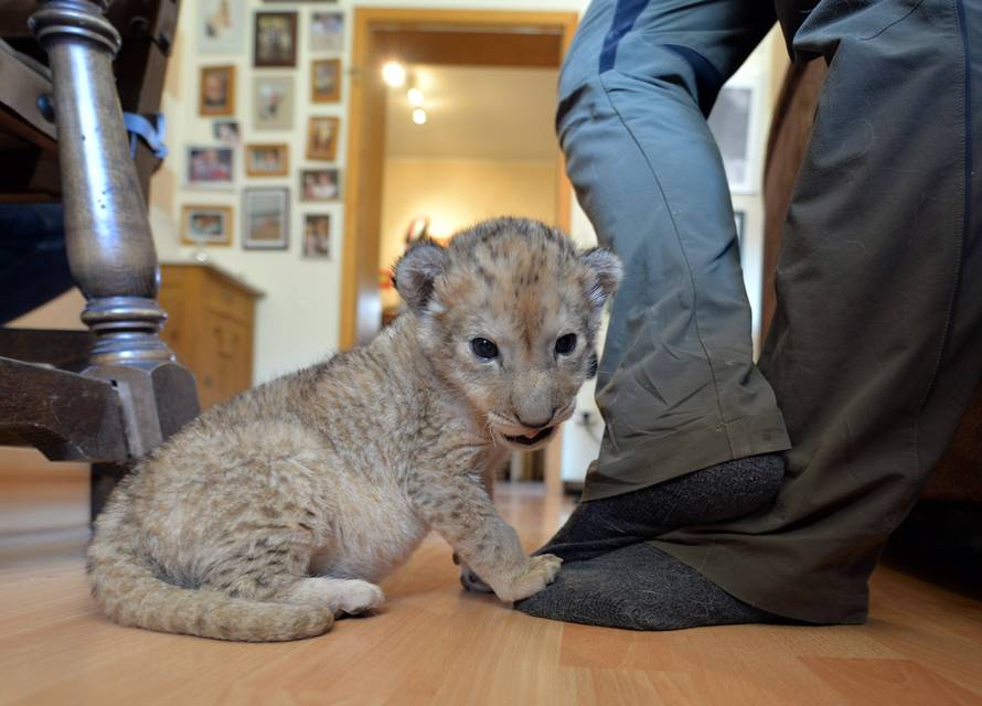 Harald Tittel/DPA/PIXSELL