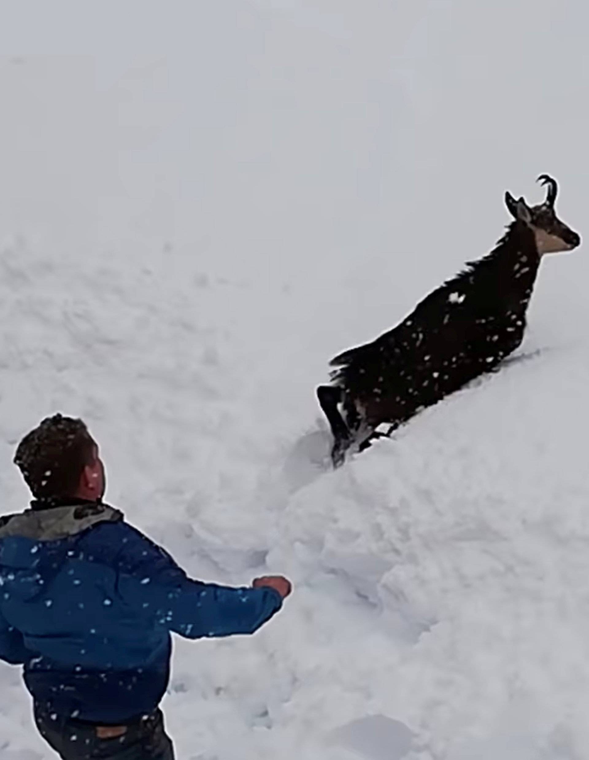 A chamois walks after it has been freed from an avalanche by employees of Austria's national rail company OeBB on train tracks between the towns of Admont and Hieflau