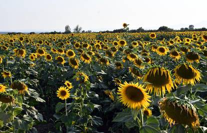 FOTO Ovo polje suncokreta u Slavoniji će vas očarati ljepotom