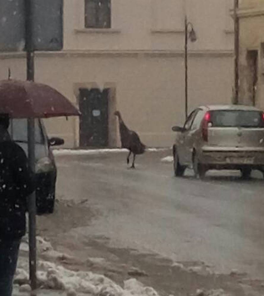 Vidi kako juri! Ptica trkačica bježala je po ulicama Petrinje