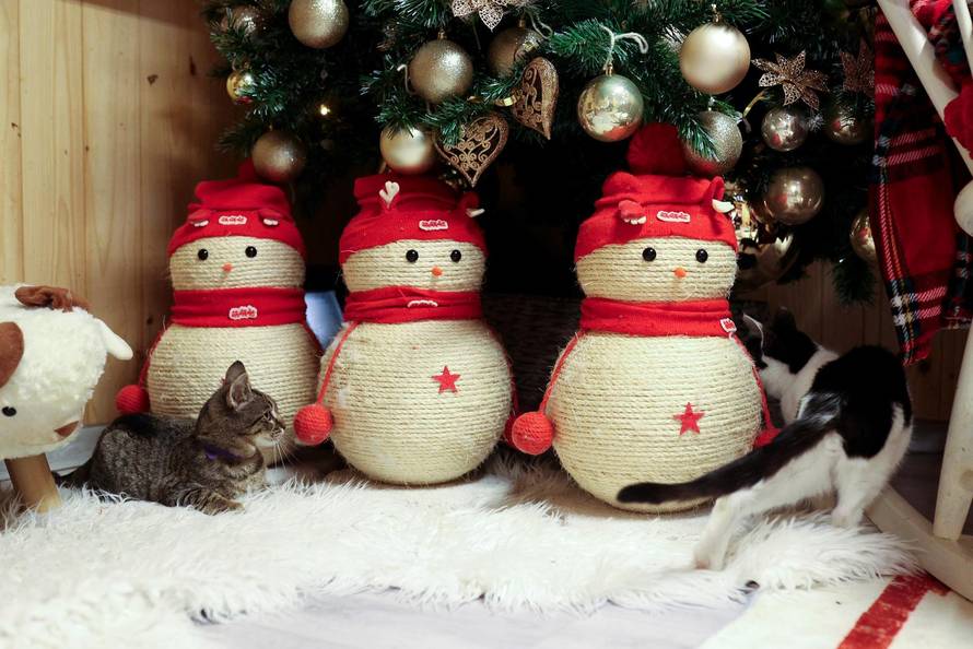 24sata Rijeka: Advent za mačke u Kitten Safe House