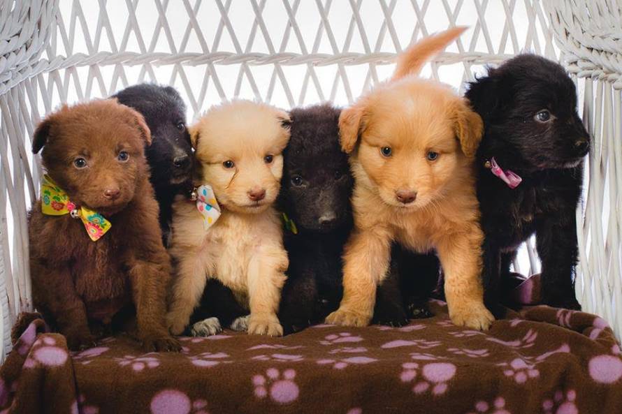 24ljubimci/Fotografije čitatelja