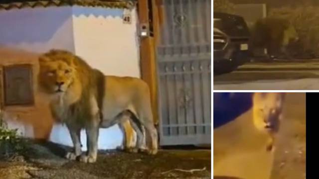 VIDEO Nevjerojatne snimke iz Italije: Lav pobjegao iz cirkusa i šetao gradom, ljudi u panici...