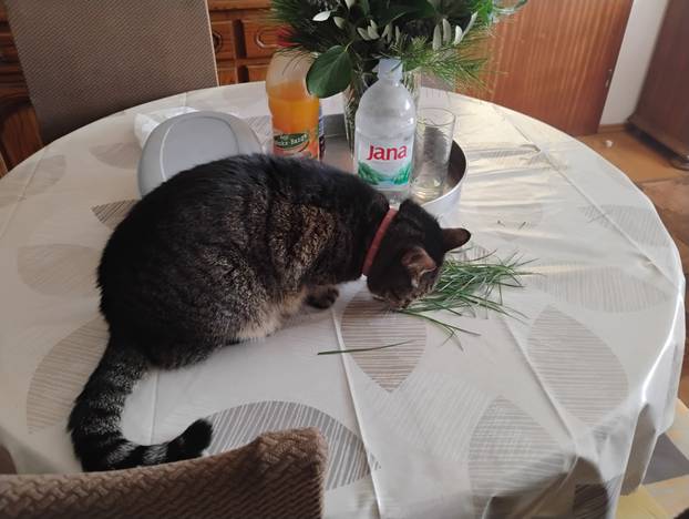 SUPER FOTKE vaših ljubimaca! Neki bi mogli biti viralni hit, ali svi su jednostavno neodoljivi