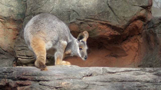 Australia wants to stop species extinction