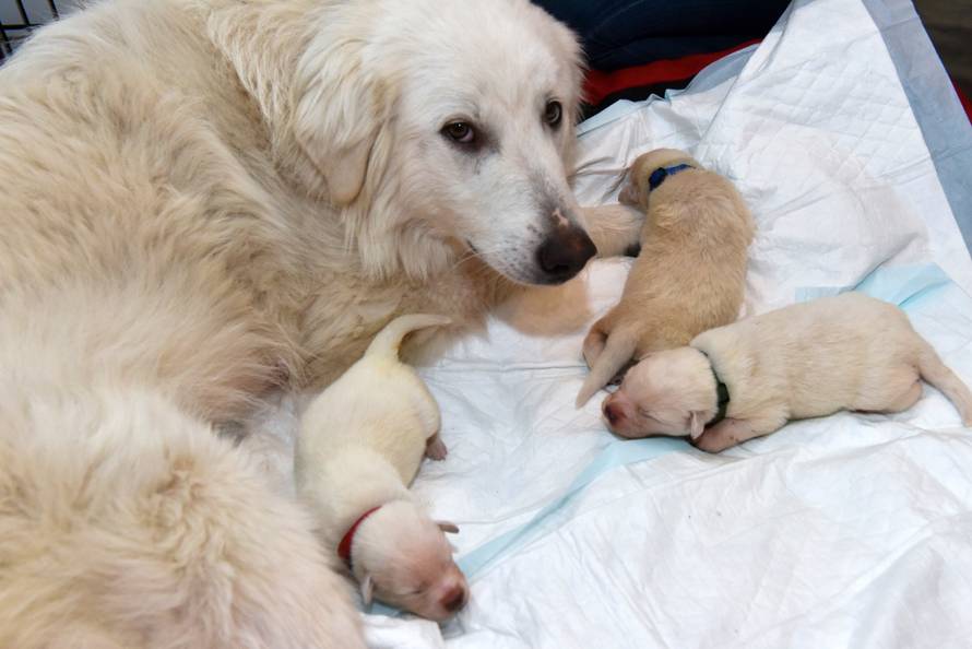 Odbacili skotnu kujicu: 'Lutala je, gladovala i smrzavala se...'