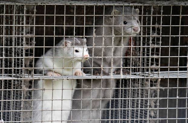 Caged minks look on after police officers arrived at Thorbjorn Jepsen