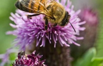 U problemima: Pčele ne mogu preko granice bez putovnice
