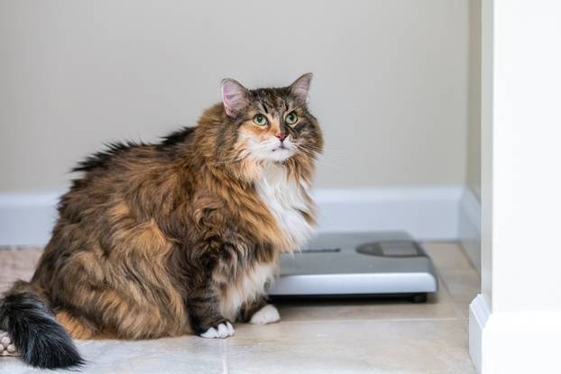 Calico,Maine,Coon,Cat,Looking,Up,In,Bathroom,Room,In