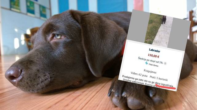 Oglas za prodaju psa iz Srbije razljutio korisnike društvenih mreža: 'Djeca su se zasitila...'