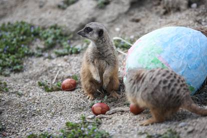 FOTO Životinje u zagrebačkom ZOO razveselili su pisanicama