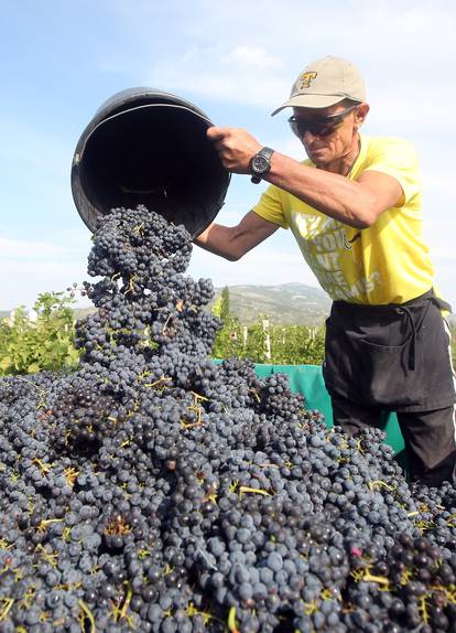 Drniš: Berba u najvećem dalmatinskom vinogradu