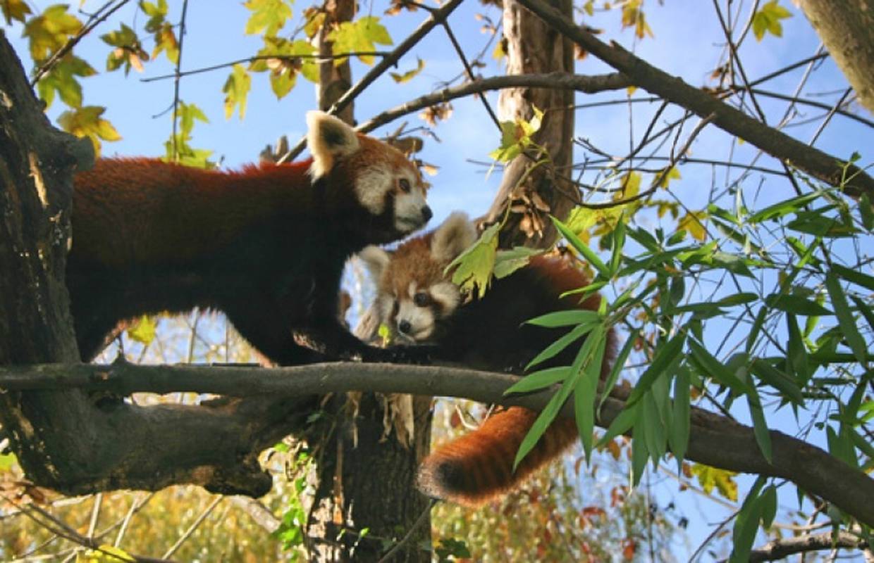 Mladunci pandi iz zagrebačkog ZOO-a: Najviše vole bambus
