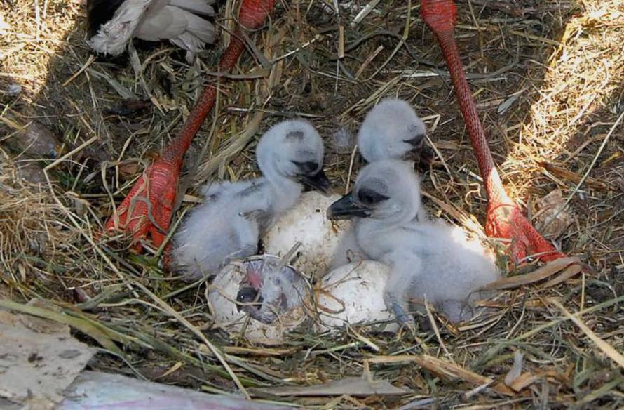 Ivica Galović/PIXSELL