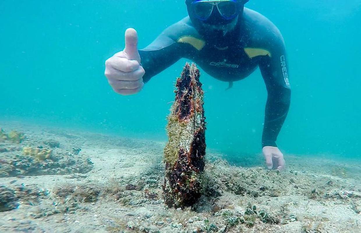 U akvatoriju Pule i Medulina pronađene još dvije žive periske: 'Radost je ogromna!'