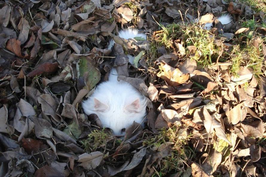 24Ljubimci/Daj šapu