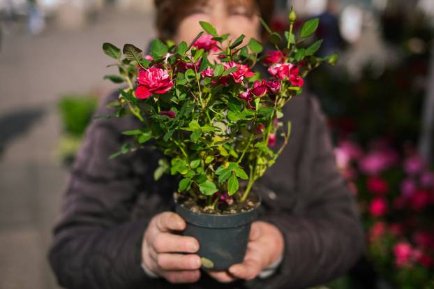 24sata Zagreb: Ponuda cvijeća na Dolcu 