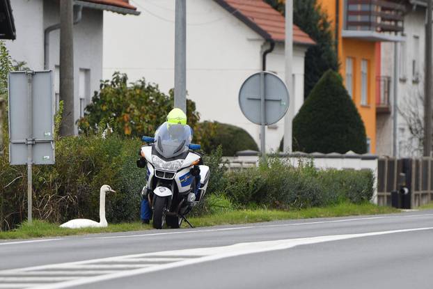Labud usporio promet na cesti između Čakovca i Šenkovca
