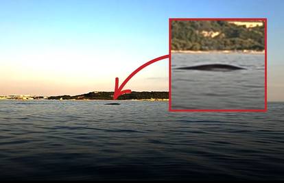 VIDEO Stručnjak o kitu koji je uživao kraj Pule: 'To se rijetko viđa, iznimno su ugroženi'